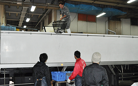産地から直送されたとらふぐ
